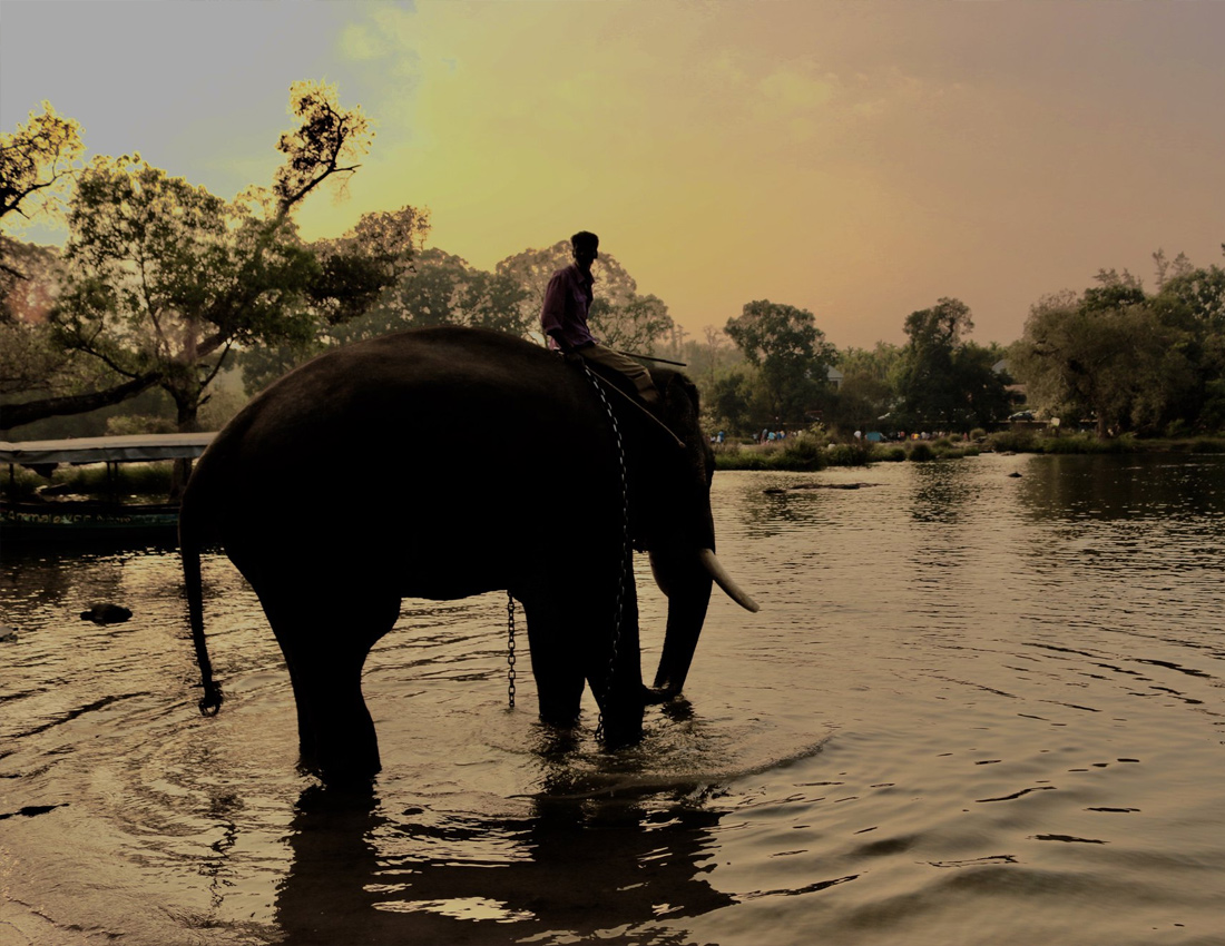 Dubare Elephant Camp